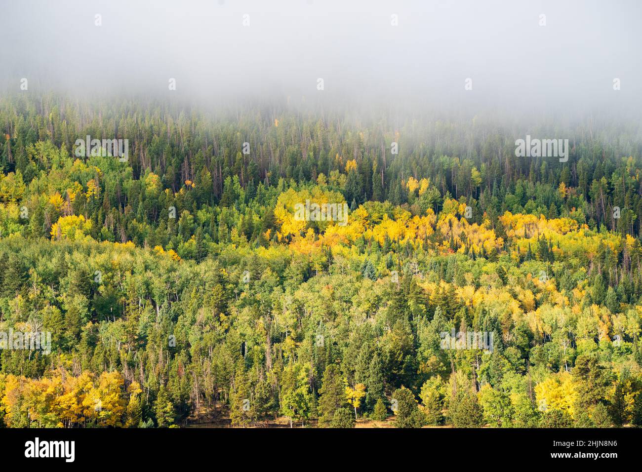 Trees on mountains on a foggy day Stock Photo - Alamy