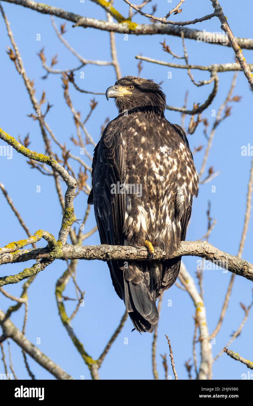 bald eagle bird  at Vancouver BC Canada Stock Photo