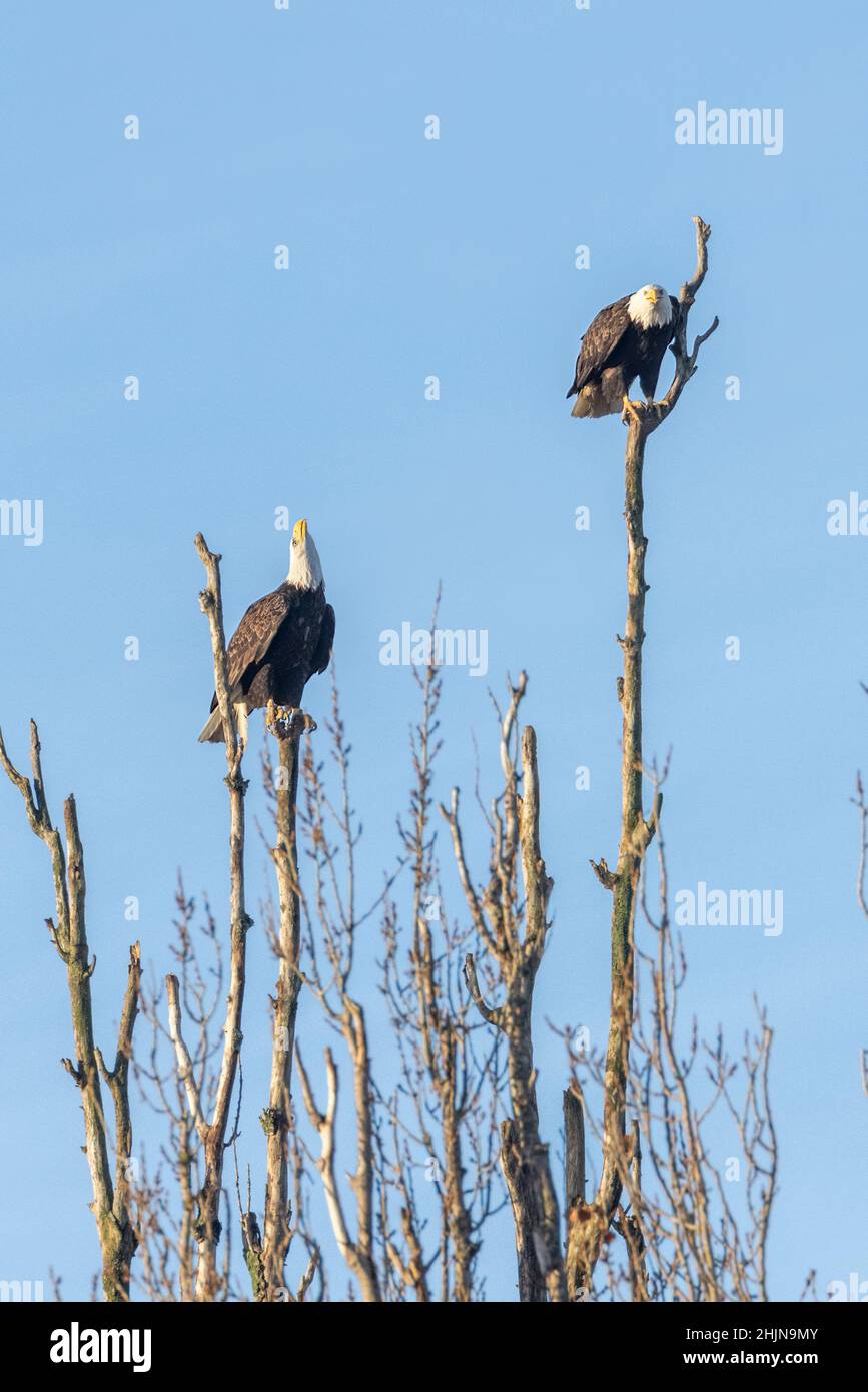 pair of bald eagle bird  at Vancouver BC Canada Stock Photo