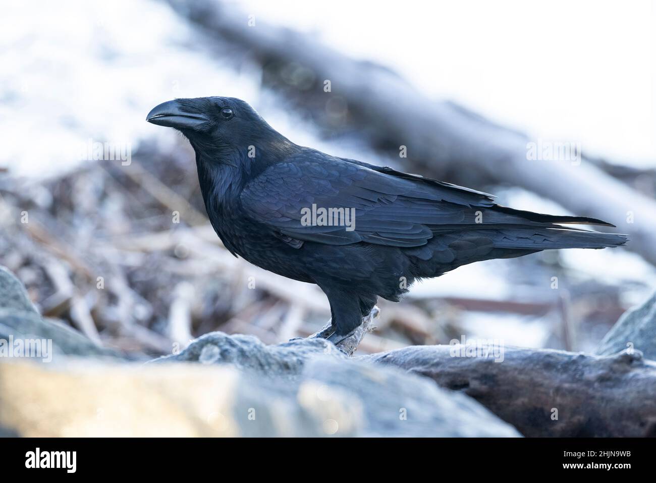 Black Raven  bird at Vancouver BC Canada Stock Photo