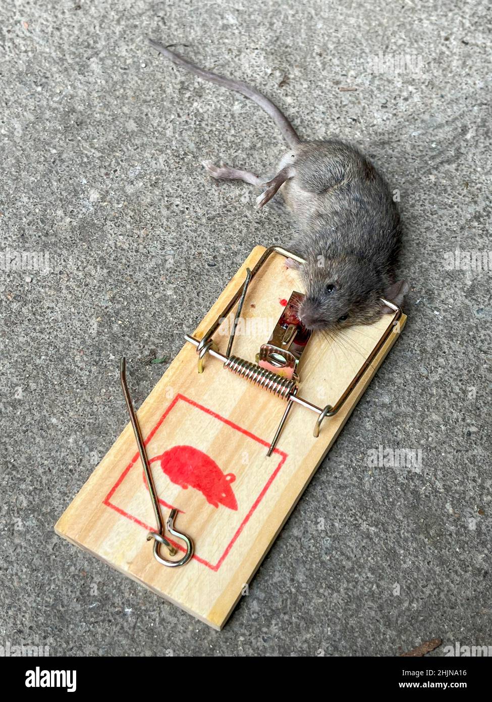 Heart caught in mousetrap hi-res stock photography and images - Alamy
