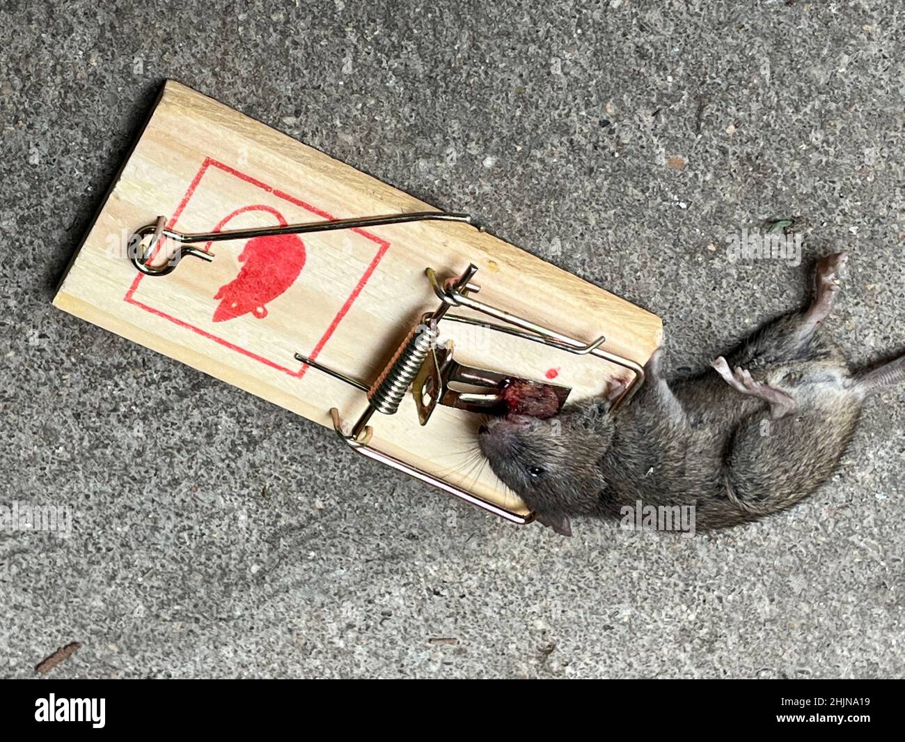 Leipzig, Germany. 30th Jan, 2022. A dead mouse lies in a mousetrap in a  garage. The rodent was lured into the beating trap with a piece of  chocolate. Credit: Jan Woitas/dpa-Zentralbild/ZB/dpa/Alamy Live