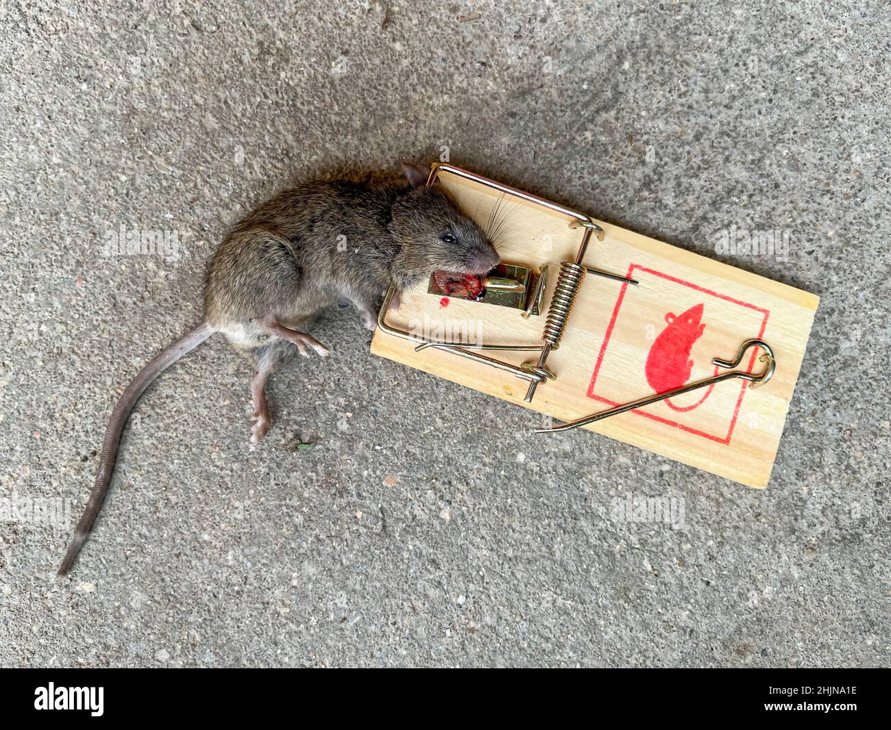 dead mouse caught in a spring mouse trap plain background cheese bait  baited Stock Photo - Alamy