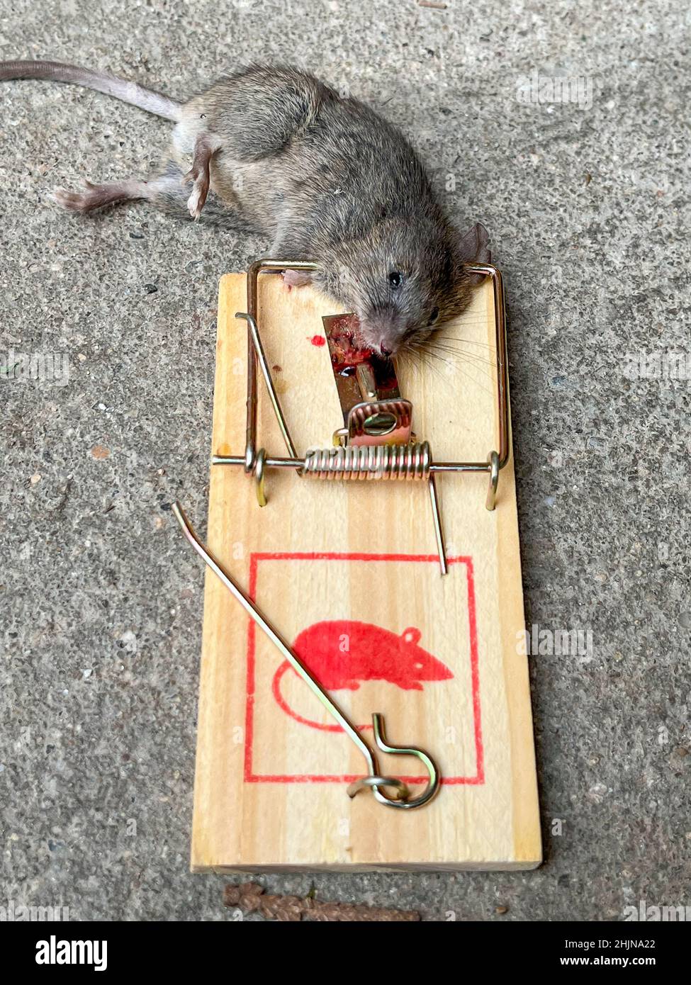 https://c8.alamy.com/comp/2HJNA22/leipzig-germany-30th-jan-2022-a-dead-mouse-lies-in-a-mousetrap-in-a-garage-the-rodent-was-lured-into-the-beating-trap-with-a-piece-of-chocolate-credit-jan-woitasdpa-zentralbildzbdpaalamy-live-news-2HJNA22.jpg