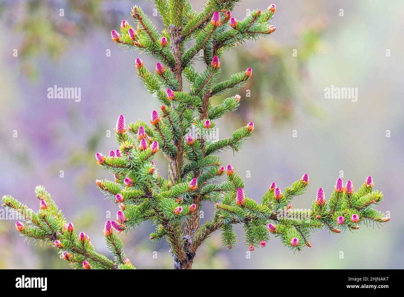 Red cones in spring on a spruce tree Stock Photo Alamy