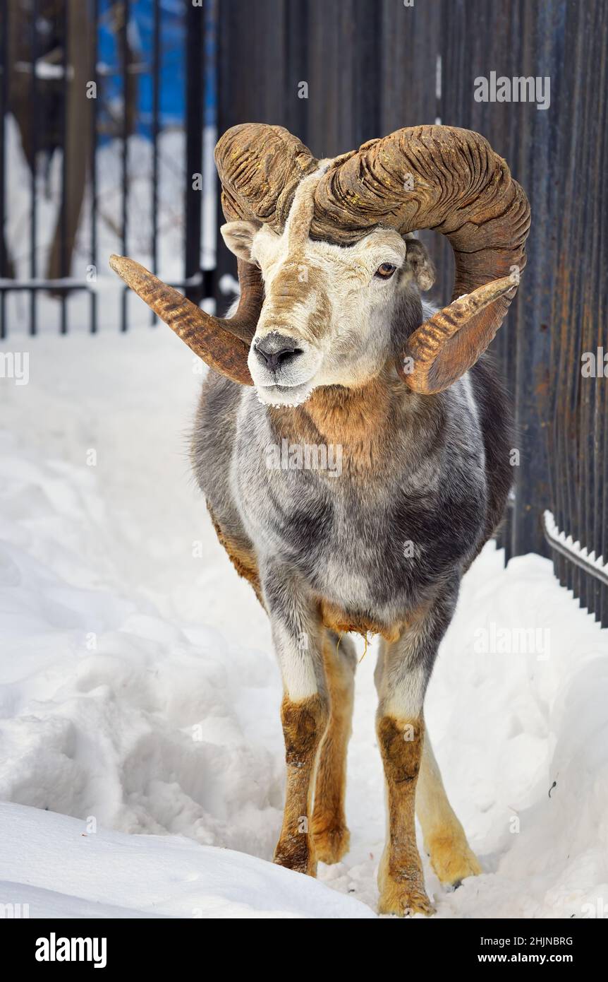Spiral horns hi-res stock photography and images - Alamy