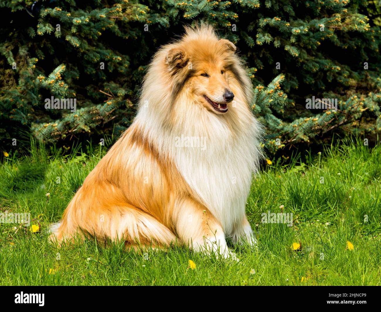 Long haired collie hi-res stock photography and images - Alamy