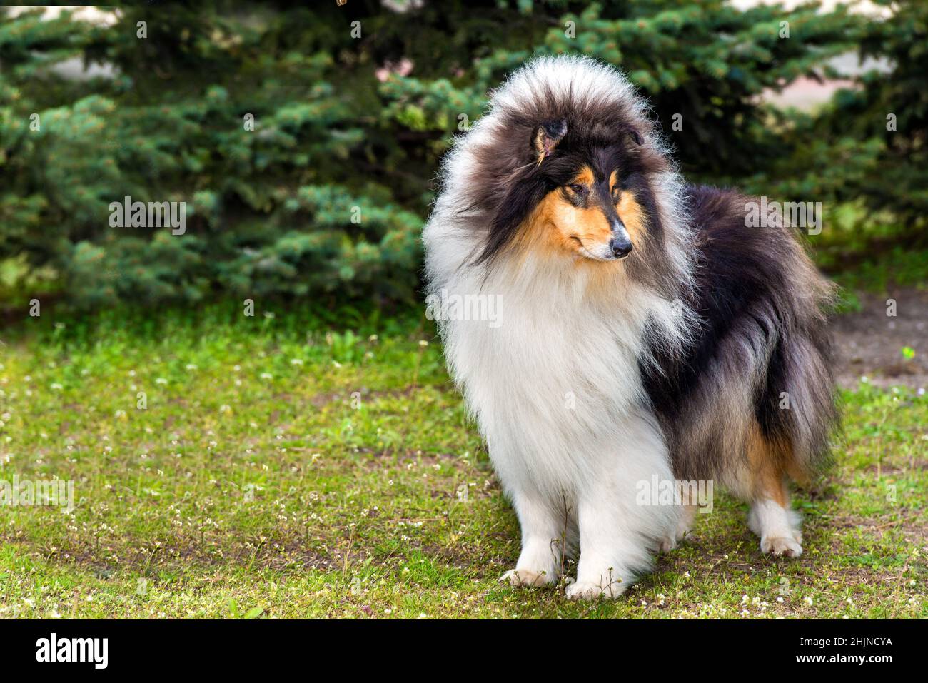 Long haired collie hi-res stock photography and images - Alamy