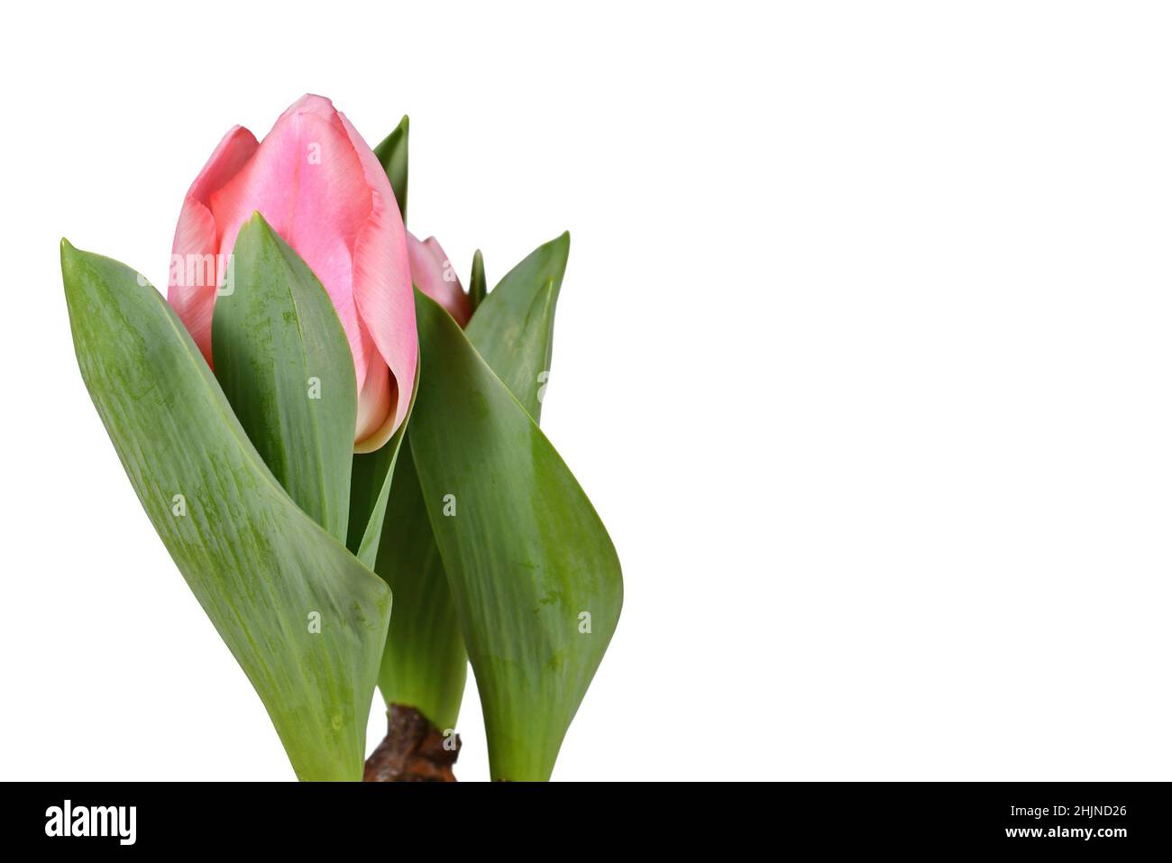 Pink blooming tulip flower on side ofwhite background with copy space Stock Photo