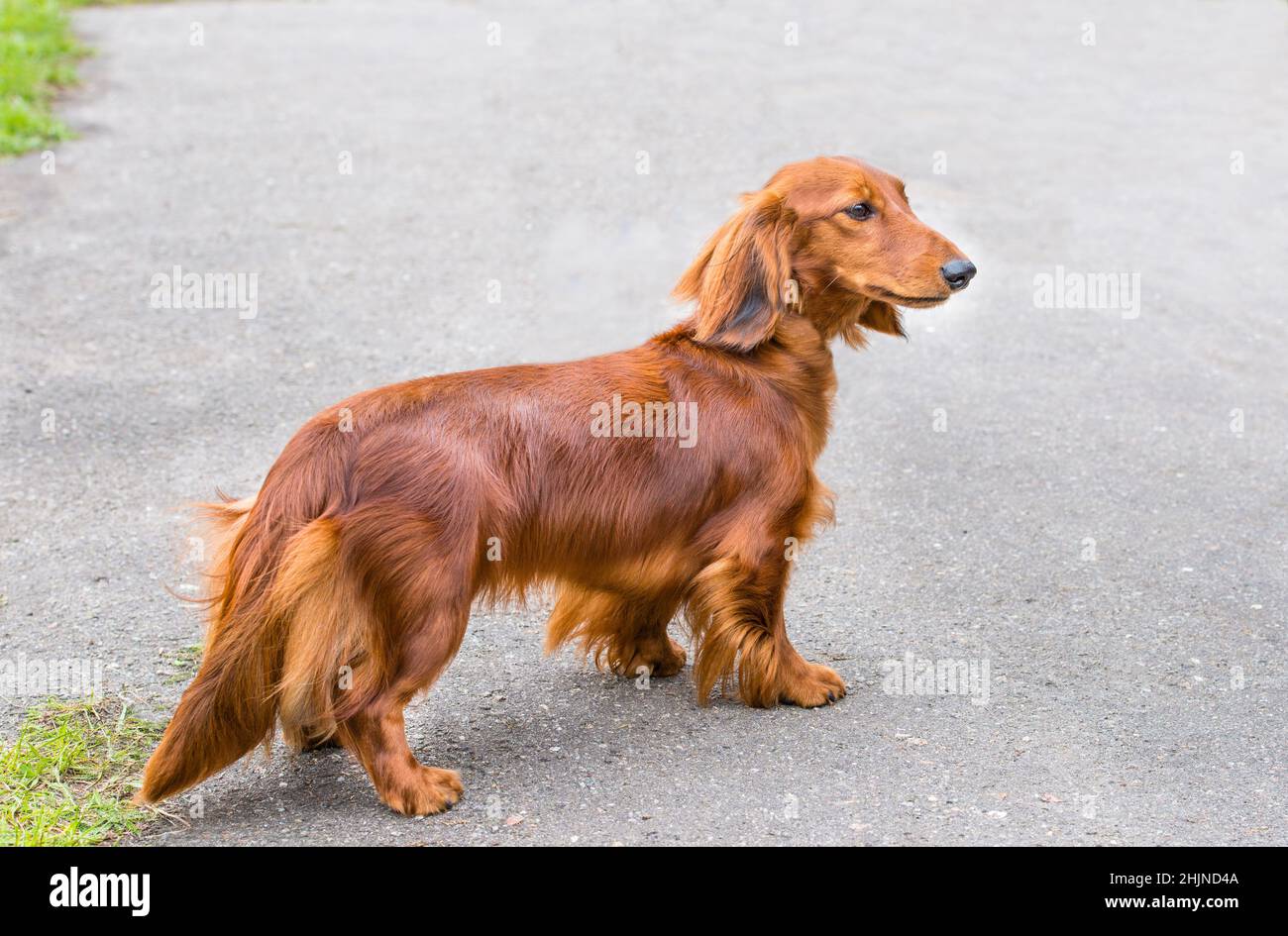 Animal sort hi-res stock photography and images - Alamy
