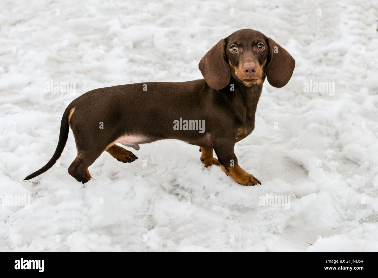 Dachshund in snow. Dachshunds is in the park Stock Photo Alamy