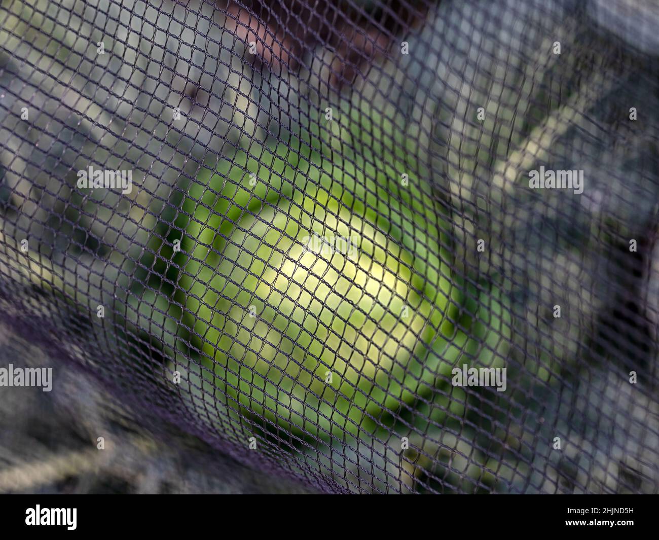Closeup of garden netting protecting crops in a vegetable garden from