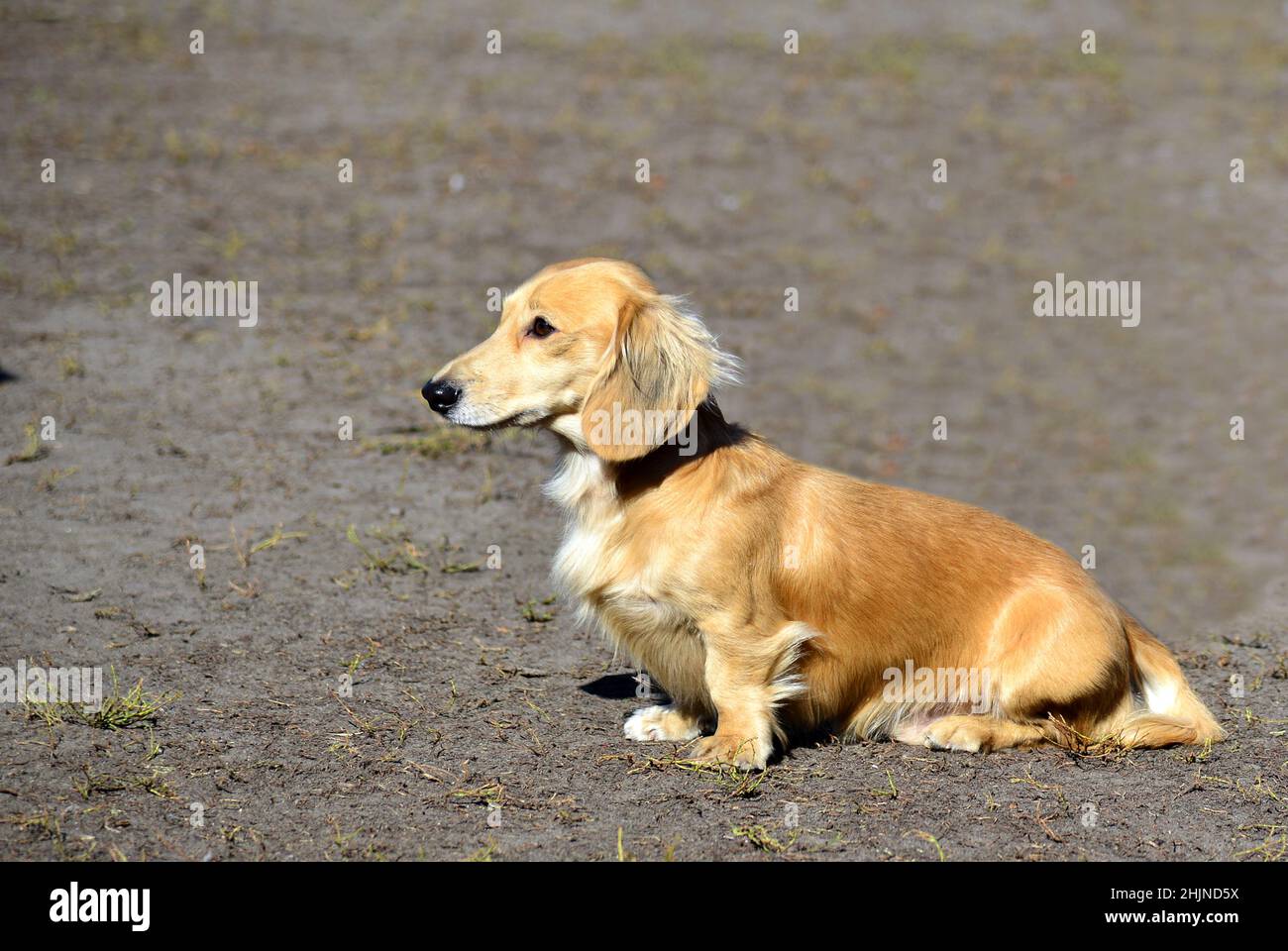 A standard dachshund in a park with its owner