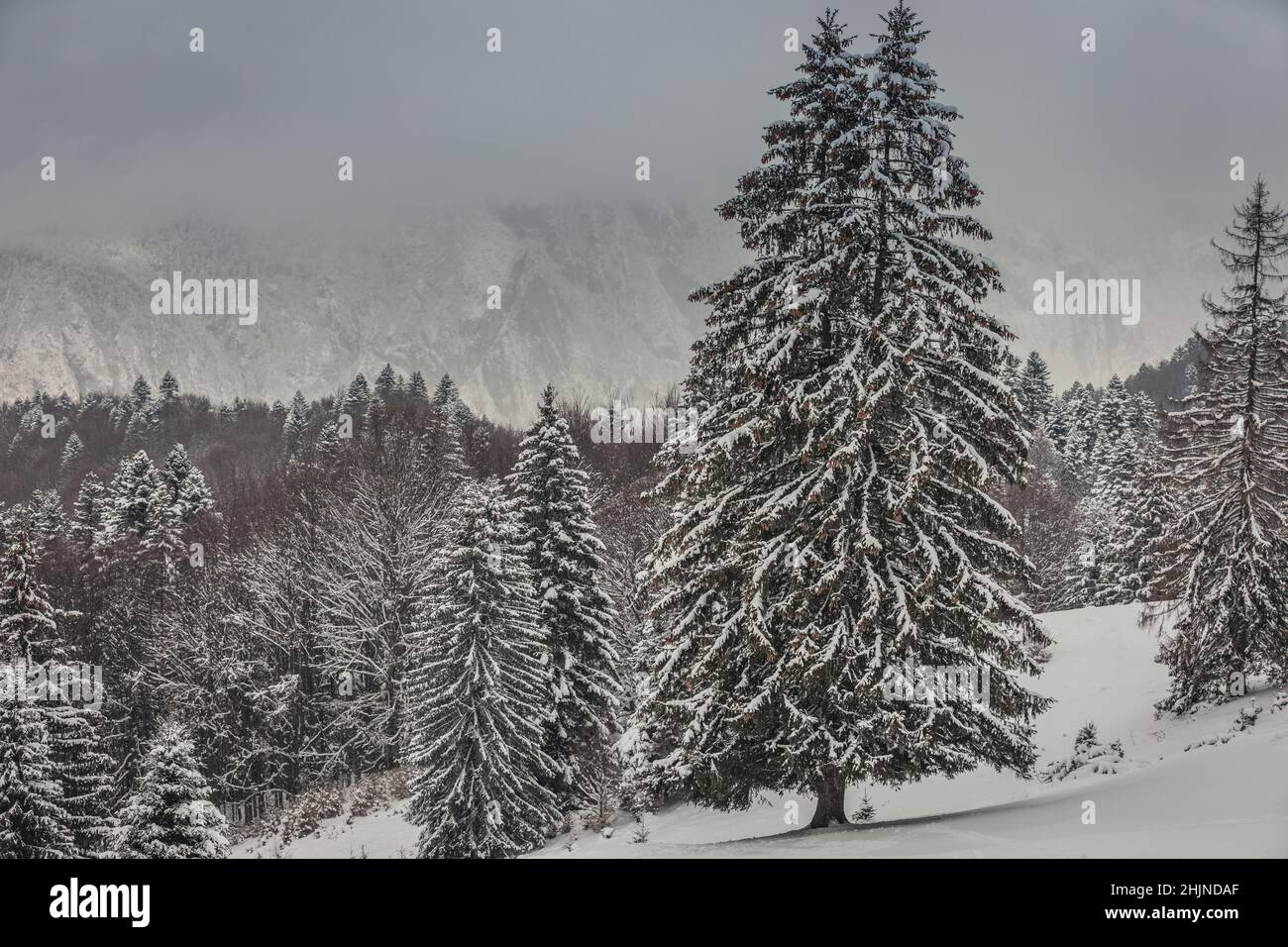 A winter landscape in the Carpathian mountains seen from Cabana Trei Brazi in Romania Stock Photo