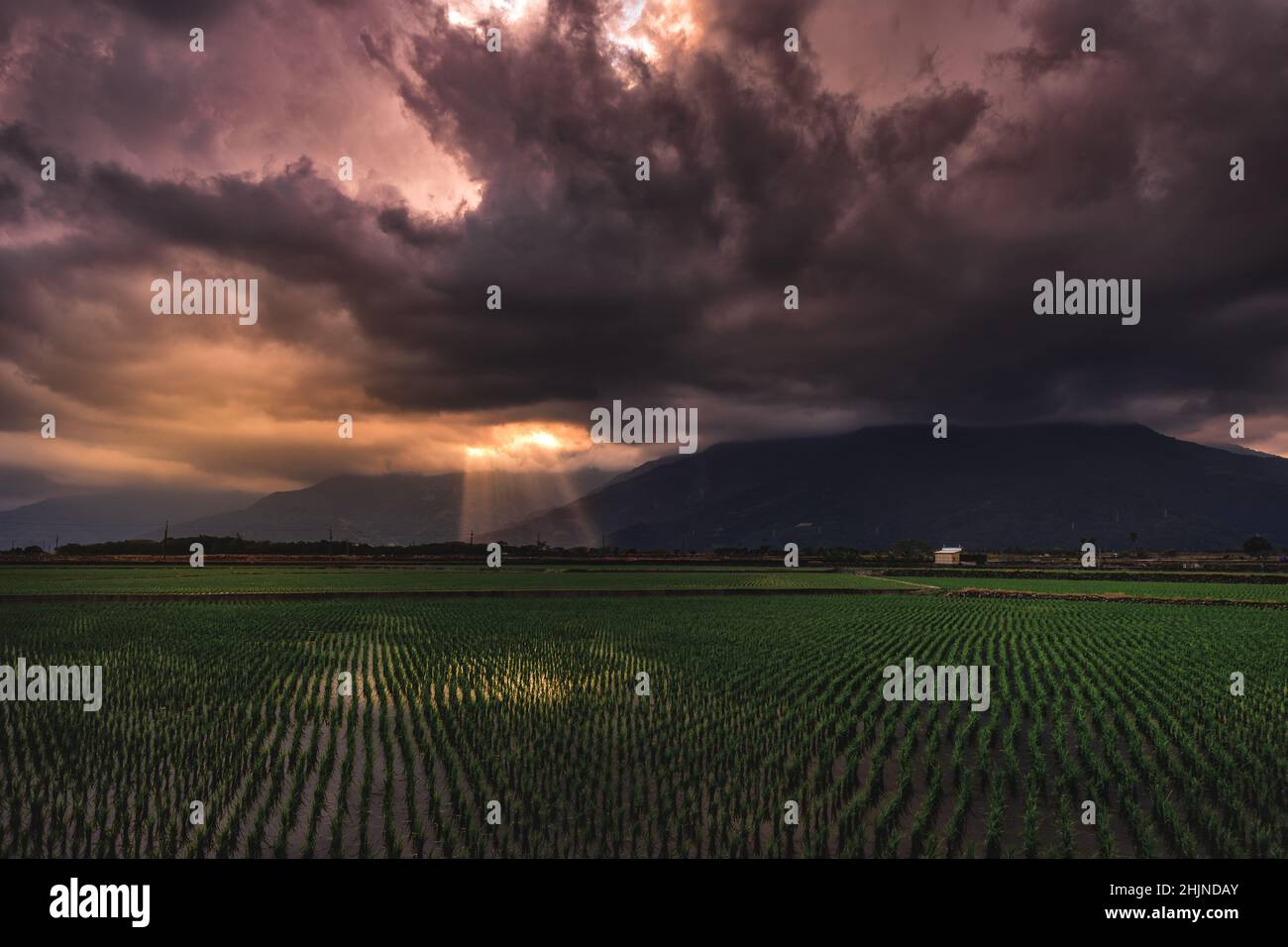 Stromy Rice Field Eastern asia plant hi-res stock photography and images - Alamy
