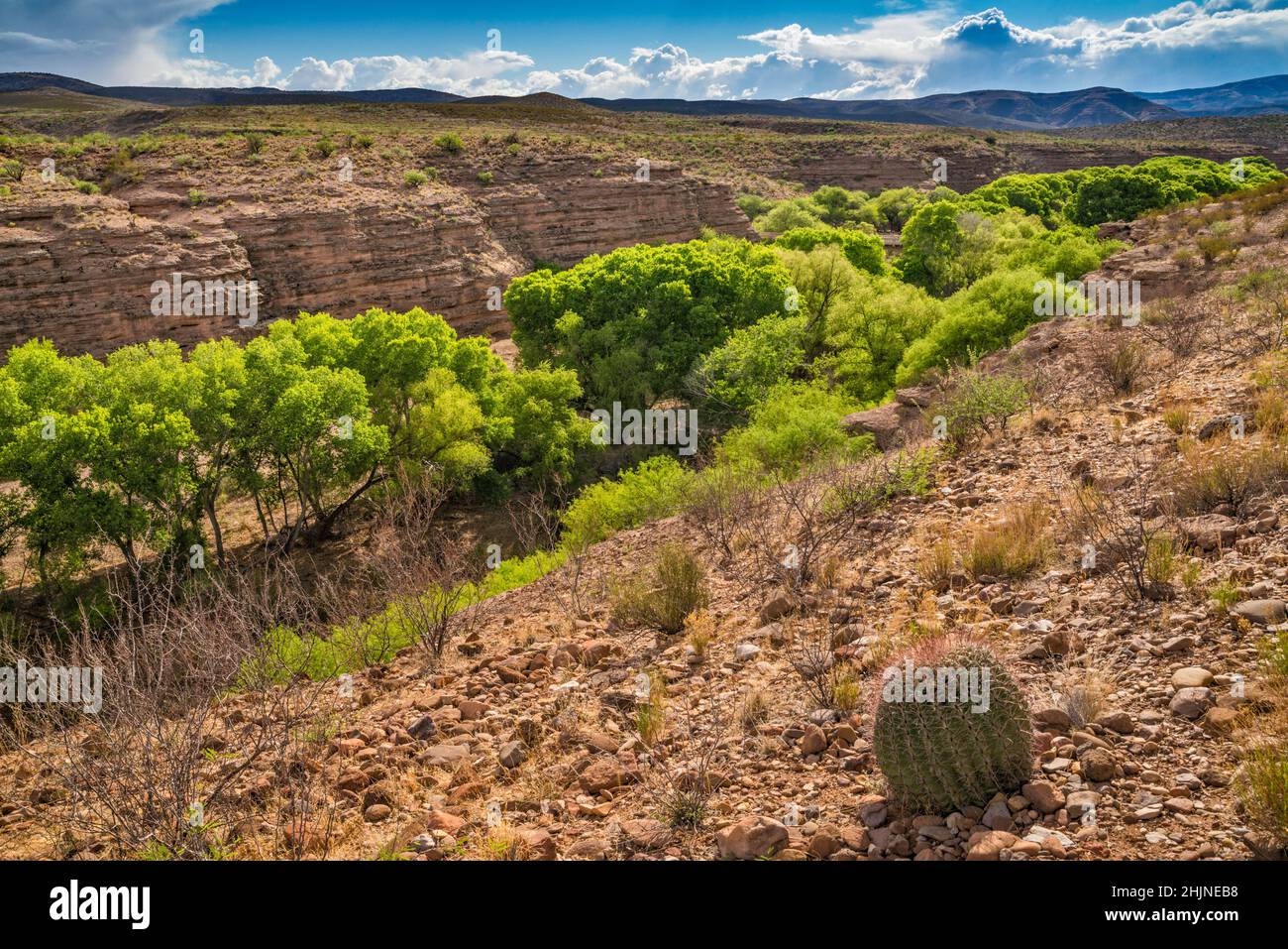 Gila Box Canyon, barrel cactus, cottonwoods, springtime, riparian corridor, oasis near Old Safford Bridge, Gila Box RNCA, near Clifton, Arizona, USA Stock Photo