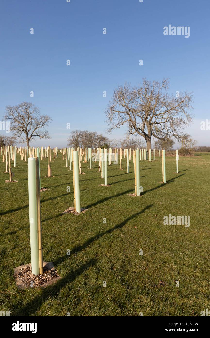 26.1.2022 A newly planted wood on farmland in South Lincolnshire Stock Photo