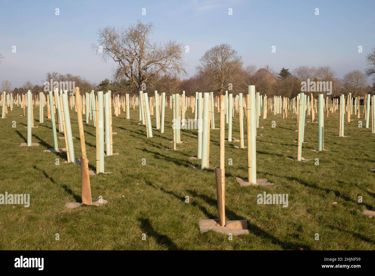 26.1.2022 A newly planted wood on farmland in South Lincolnshire Stock Photo