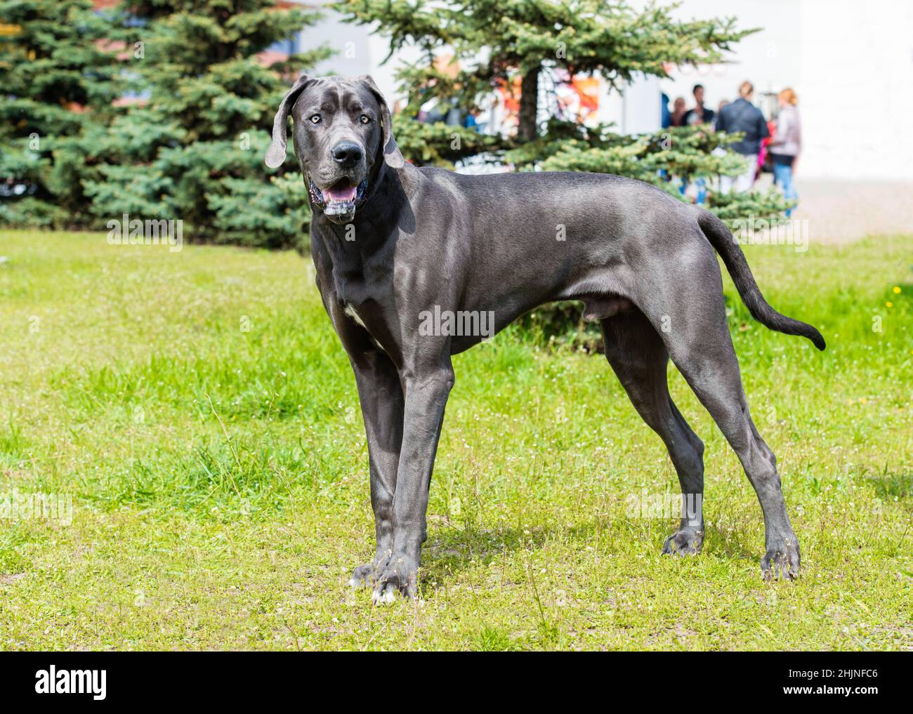 Old german sheepdog hi res stock photography and images Page 2