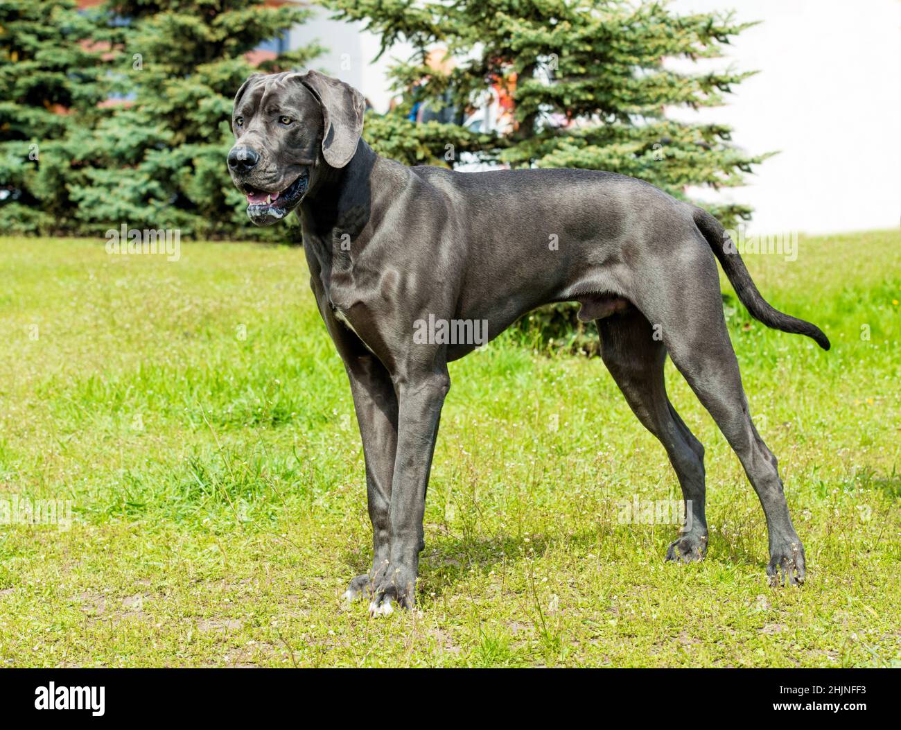 Great Dane looks. The Blue color  Great Dane is on the grass. Stock Photo