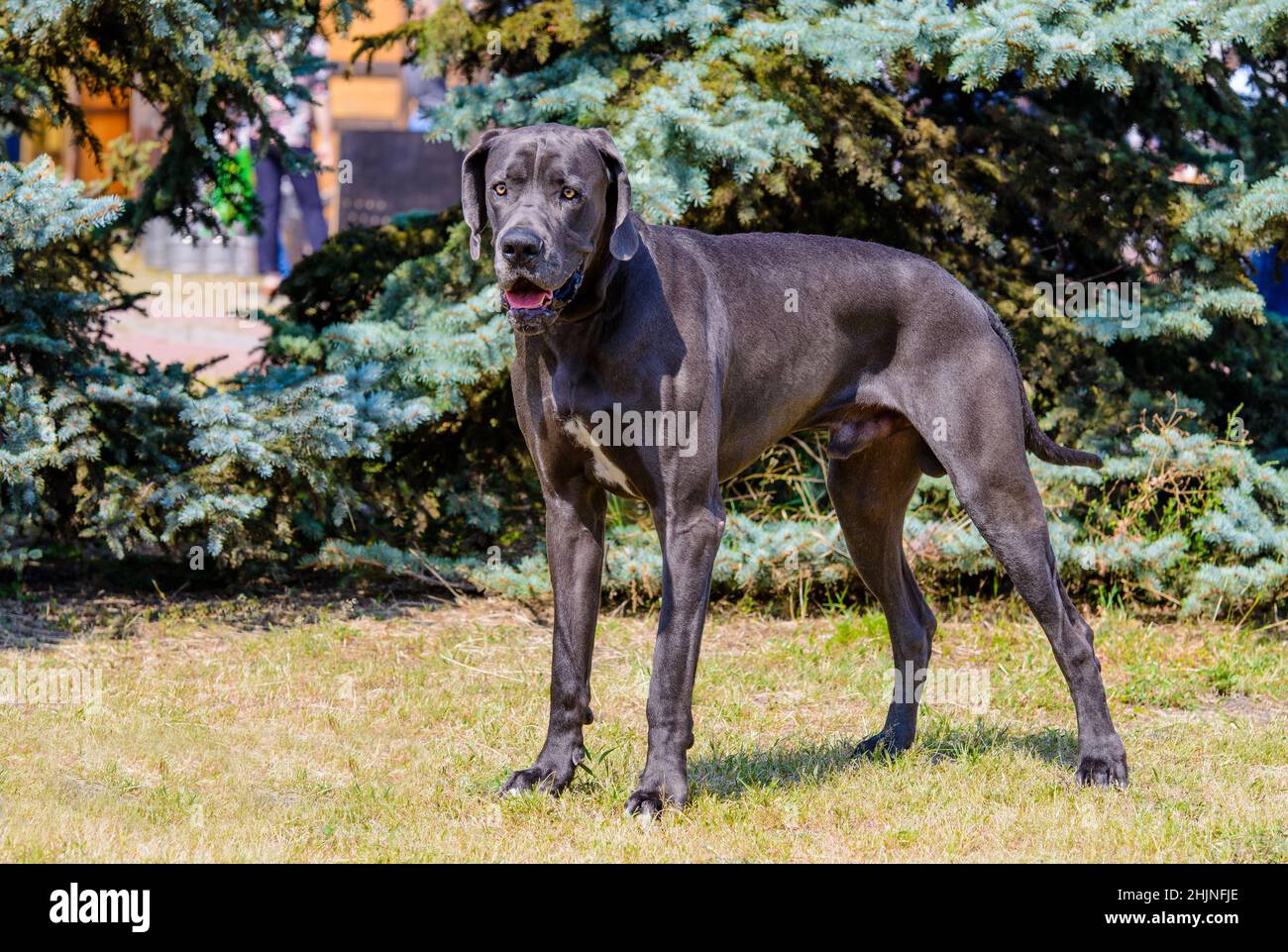 Great Dane stands. The Blue color  Great Dane stands on the grass in park. Stock Photo
