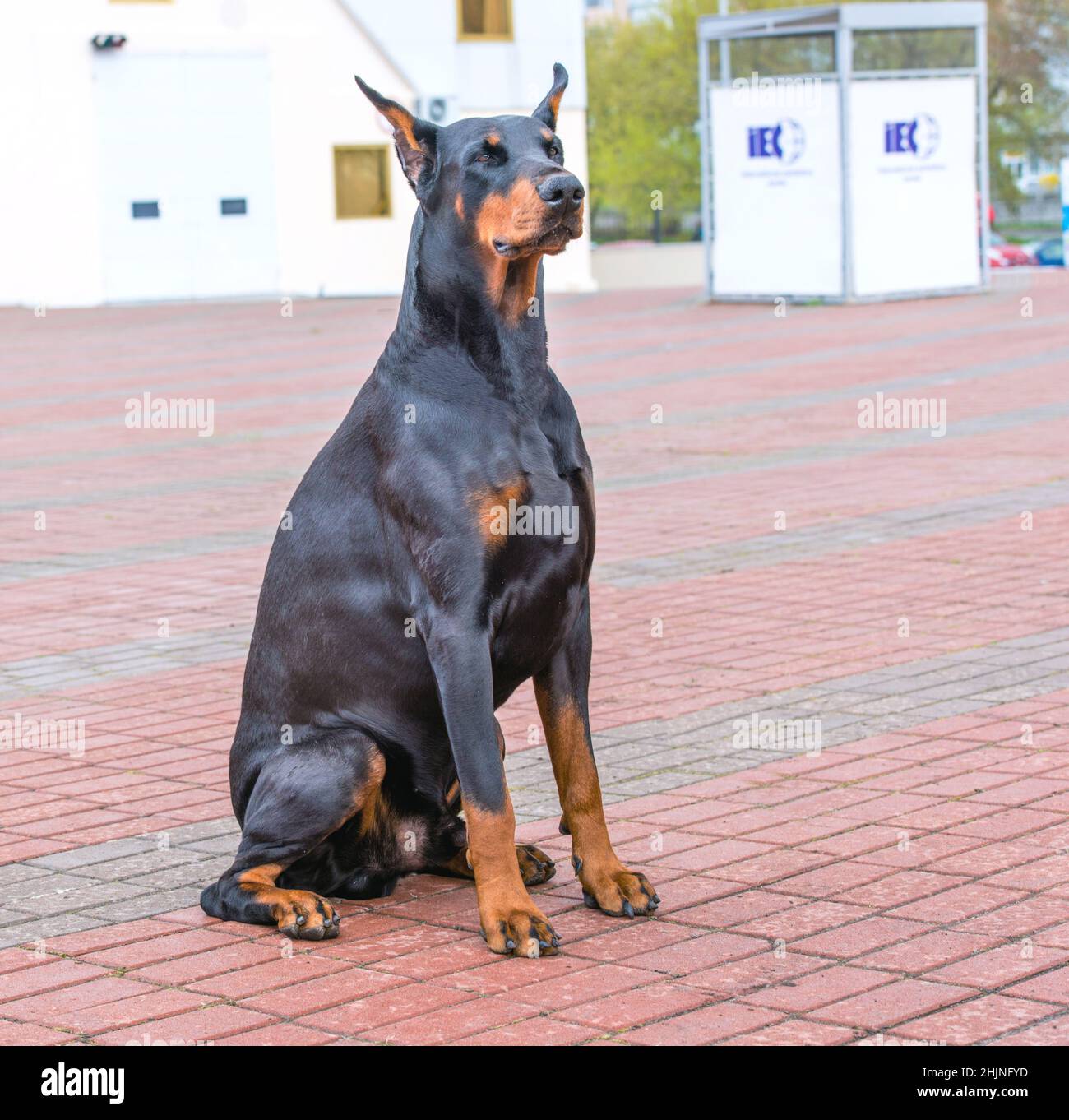 Doberman Pinscher seats. The Doberman Pinscher is on the green grass in