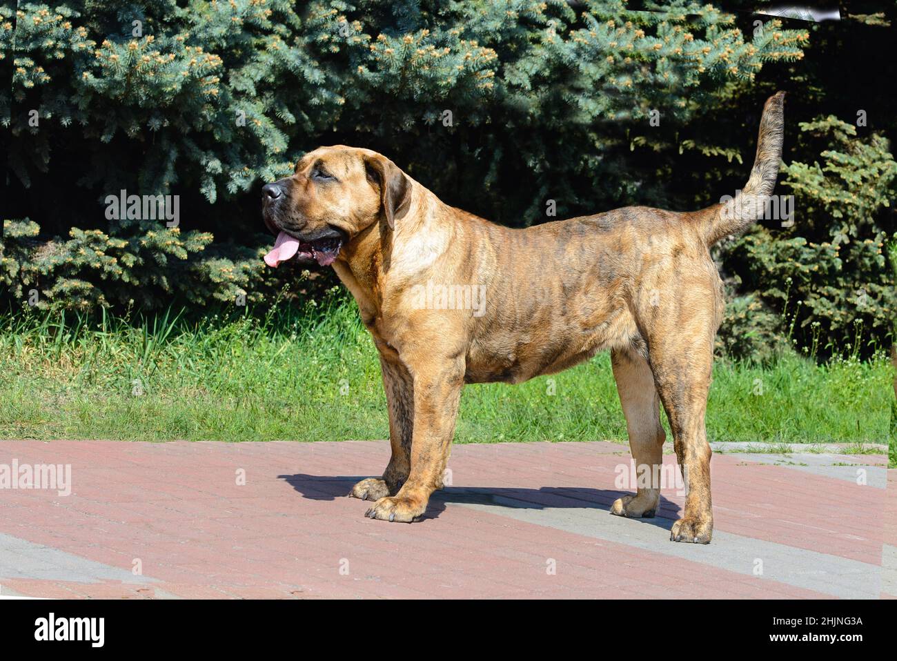 Canary Mastiff in profile. The Canary Mastiff is in the city park. Stock Photo