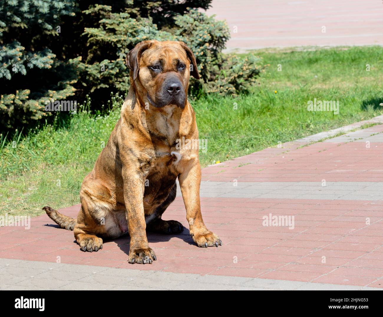 Perro de Presa Canario seats. The Perro de Presa Canario is in the city park. Stock Photo