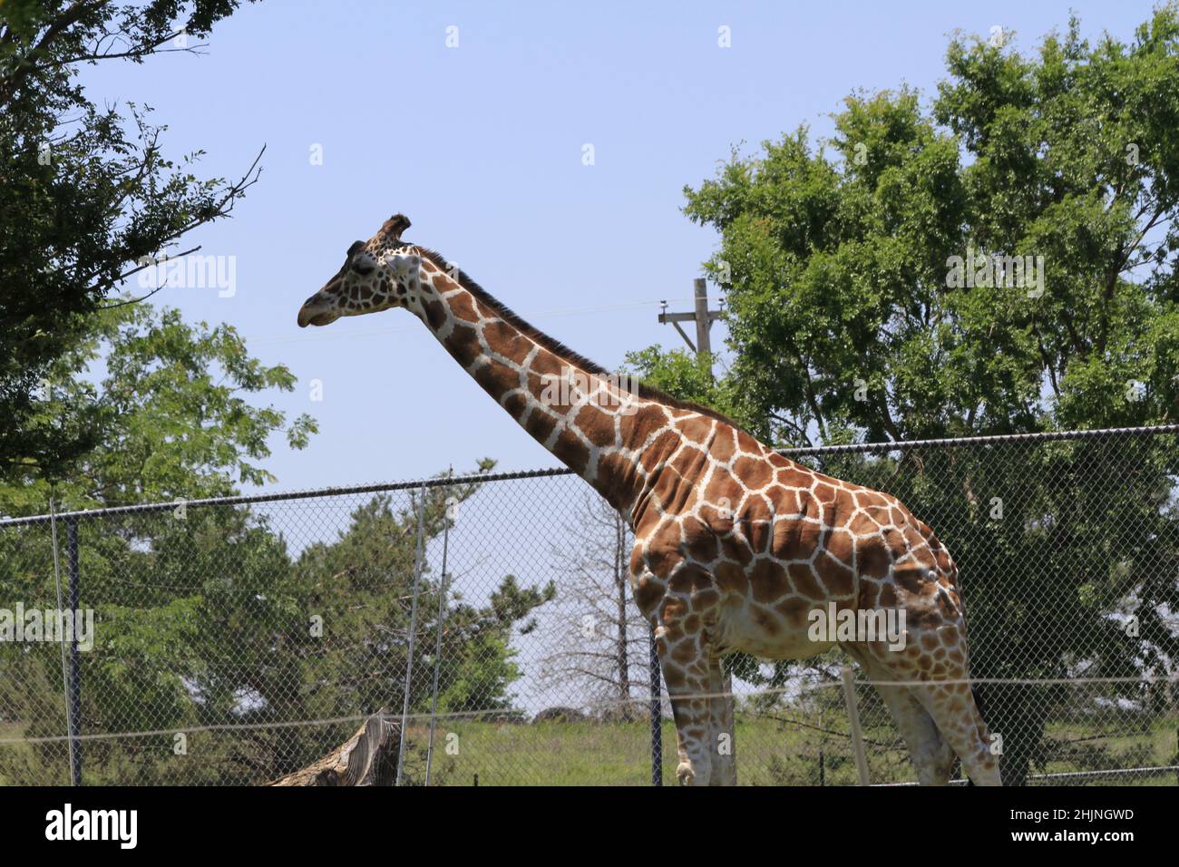 A closeup of a Giraffe that's bright and colorful in Tanganyika Wildlife Park in Kansas Stock Photo