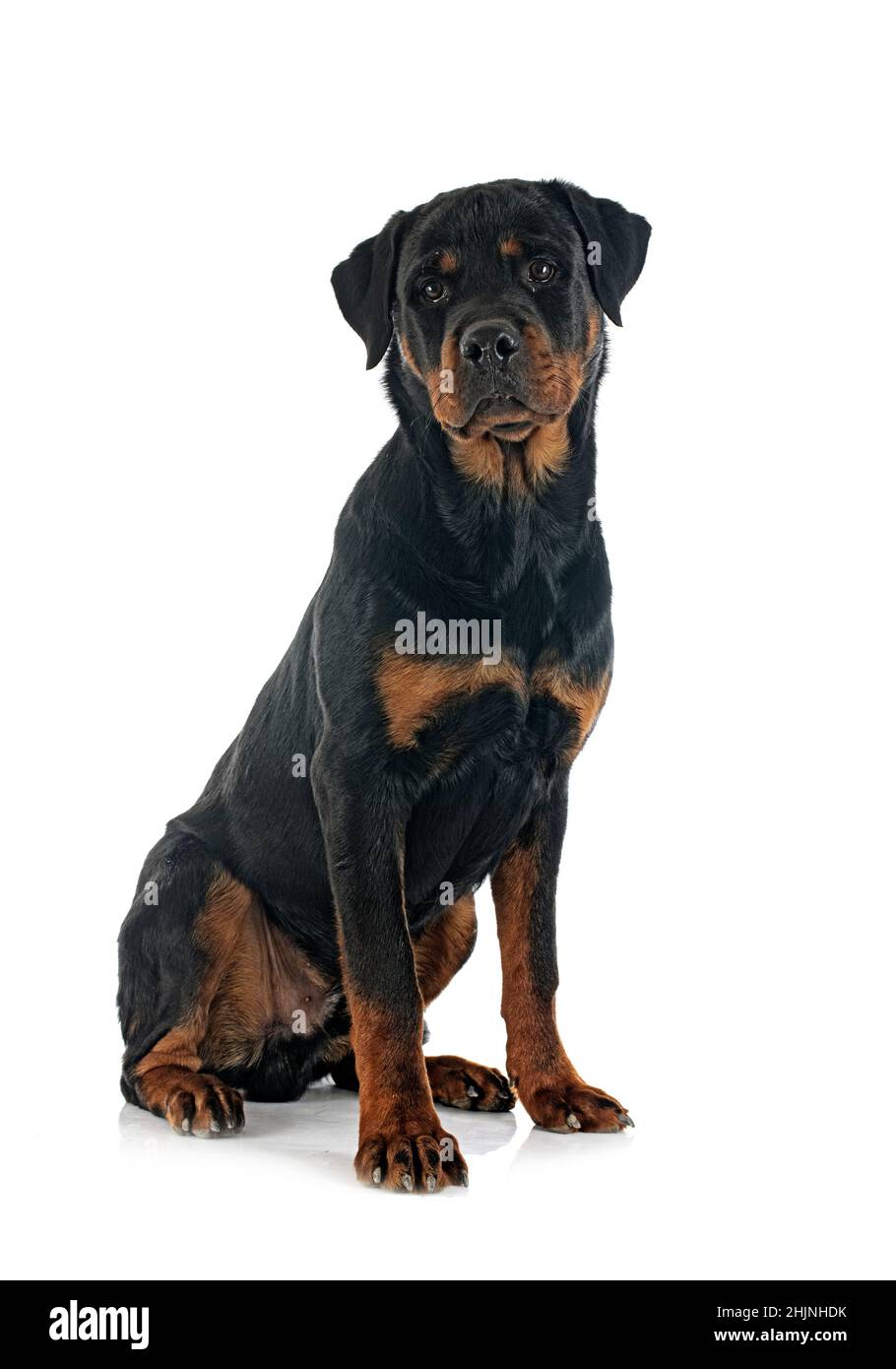 Purebred Rottweiler purebred rottweiler in front of white background Stock Photo - Alamy