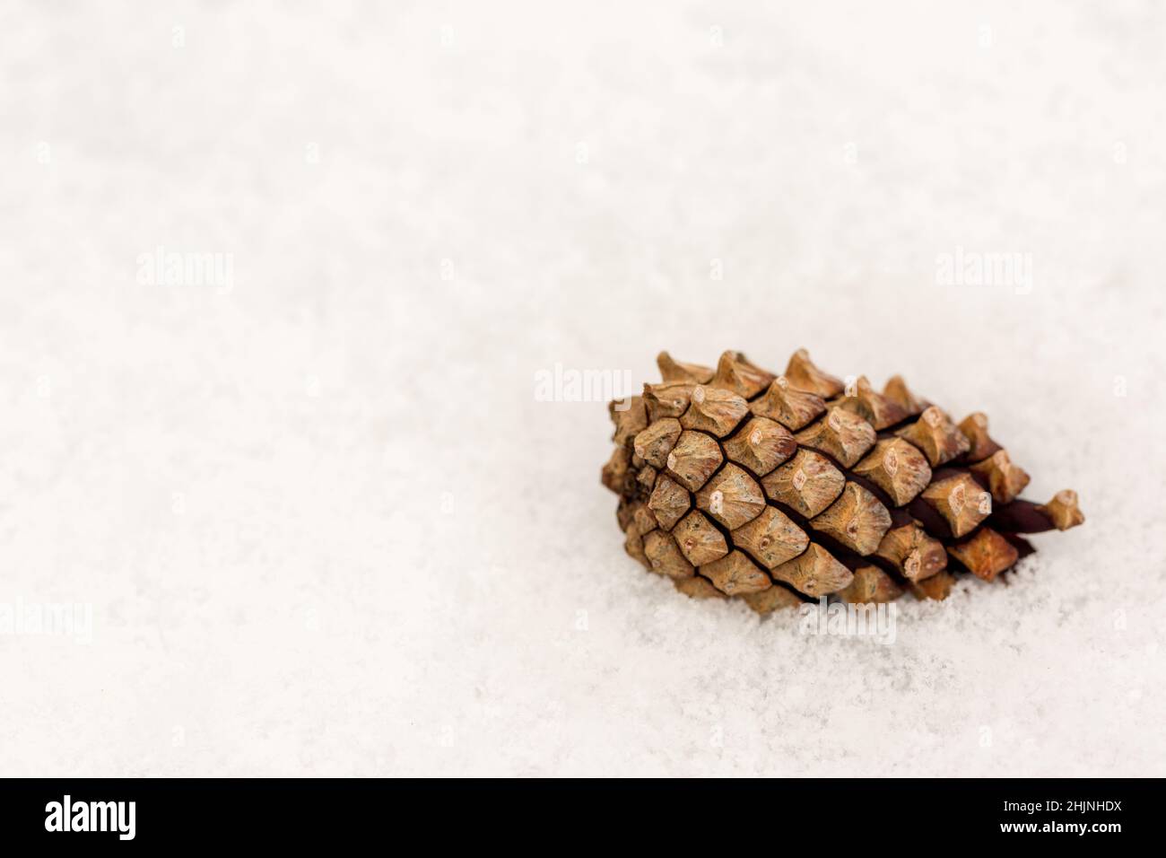 Pine cone drop hi-res stock photography and images - Alamy