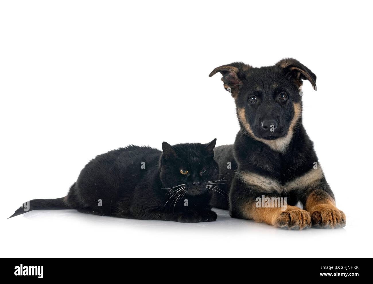 Are White German Shepherds Good With Cats