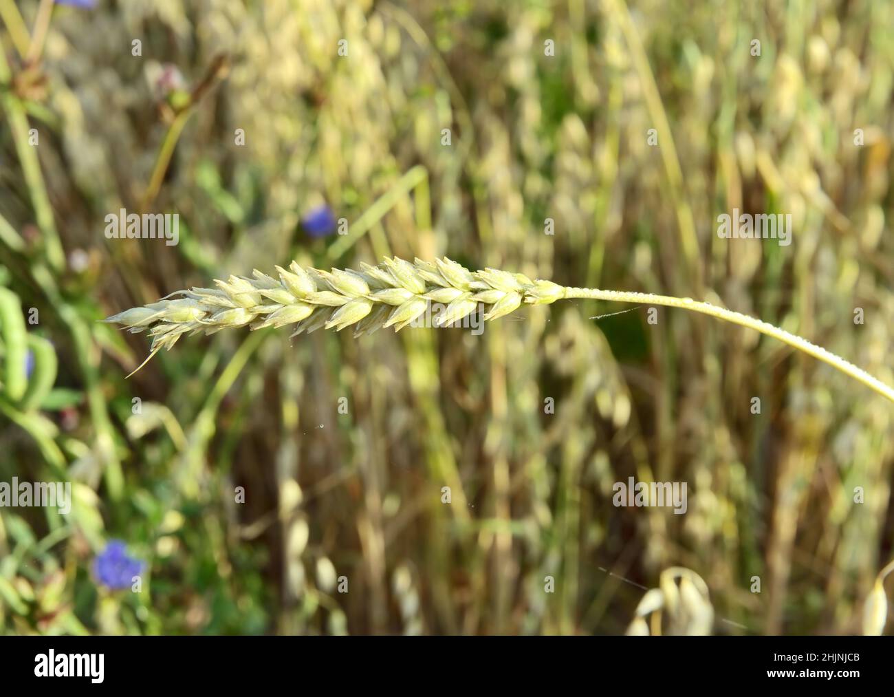 An ear of wheat. Curved stem of a grain crop in a field on a blurry background Stock Photo