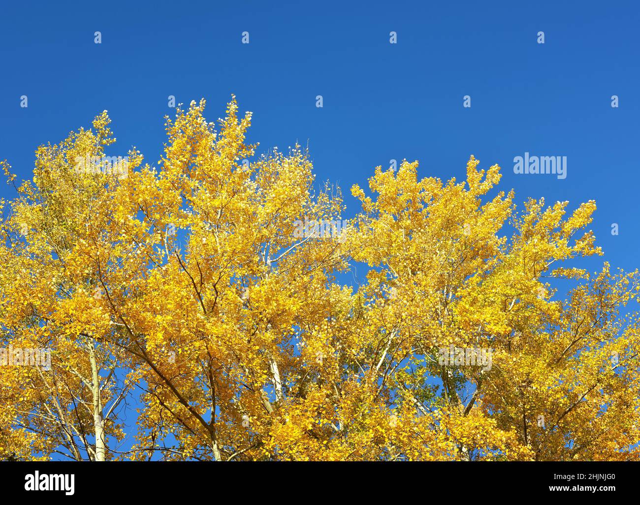 The crowns of the autumn trees. Bright yellow leaves against a clear ...