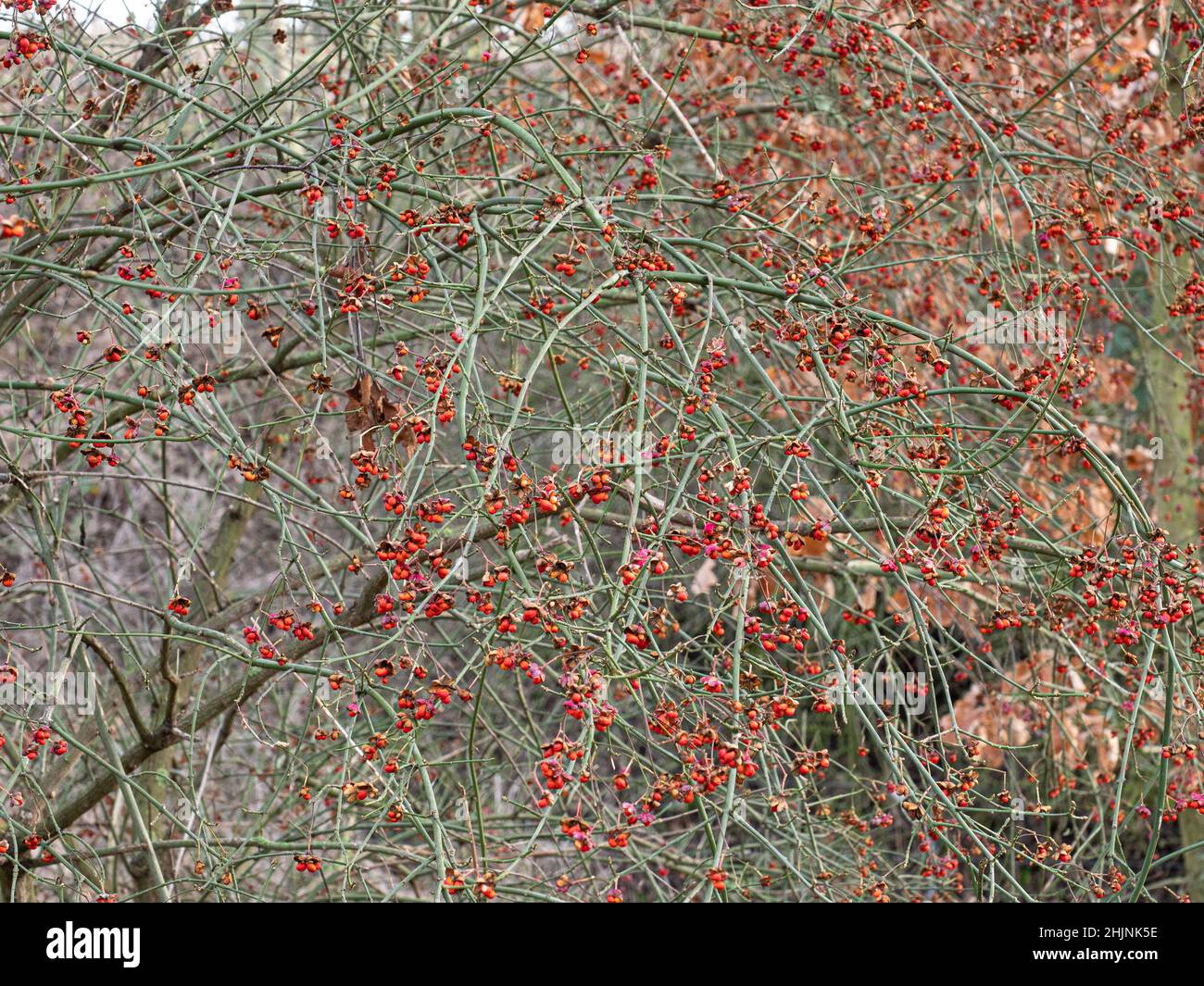 The bright red fruits of Euonymus europaeus shining out in a winter hedgerow Stock Photo
