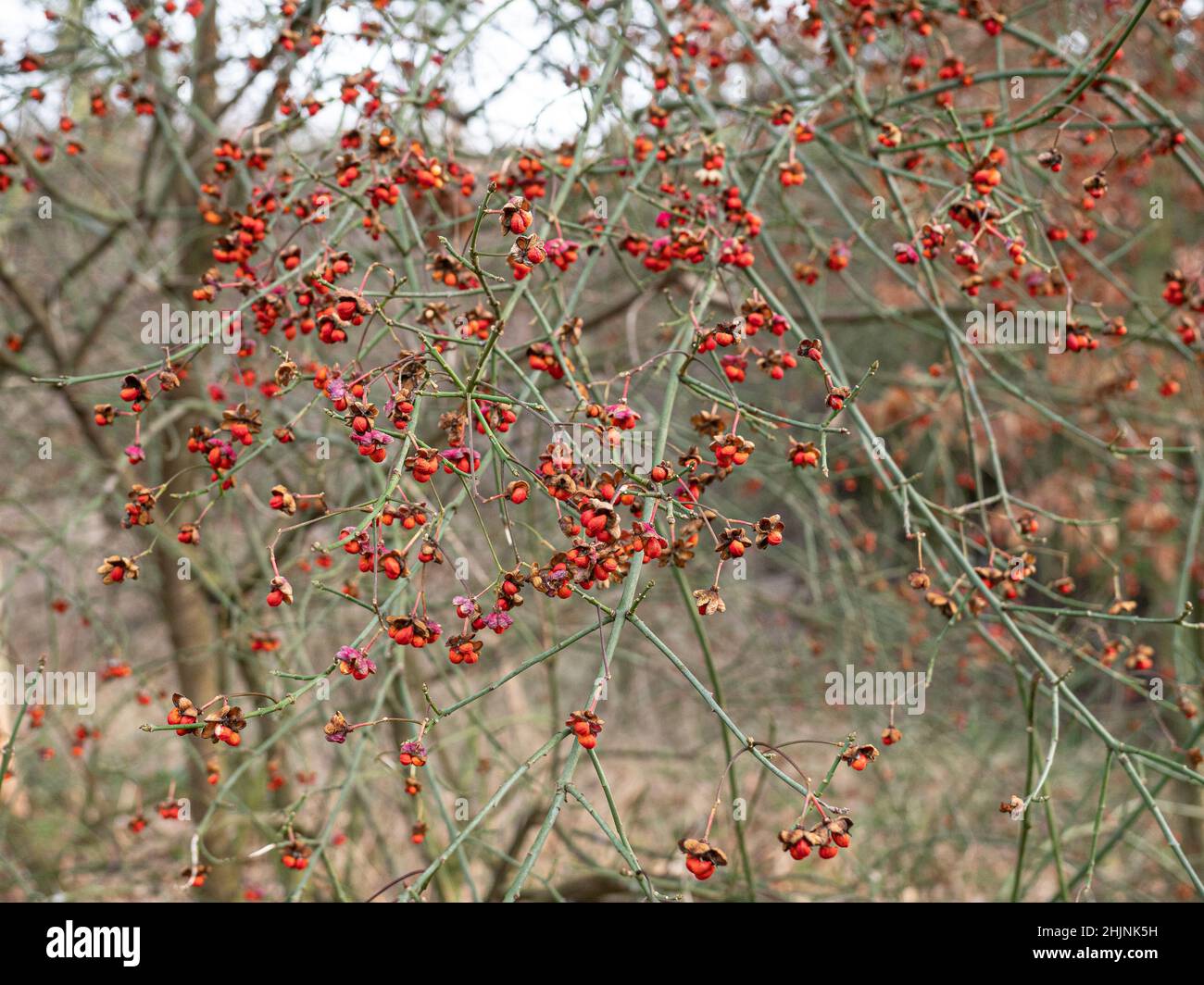 The bright red fruits of Euonymus europaeus shining out in a winter hedgerow Stock Photo