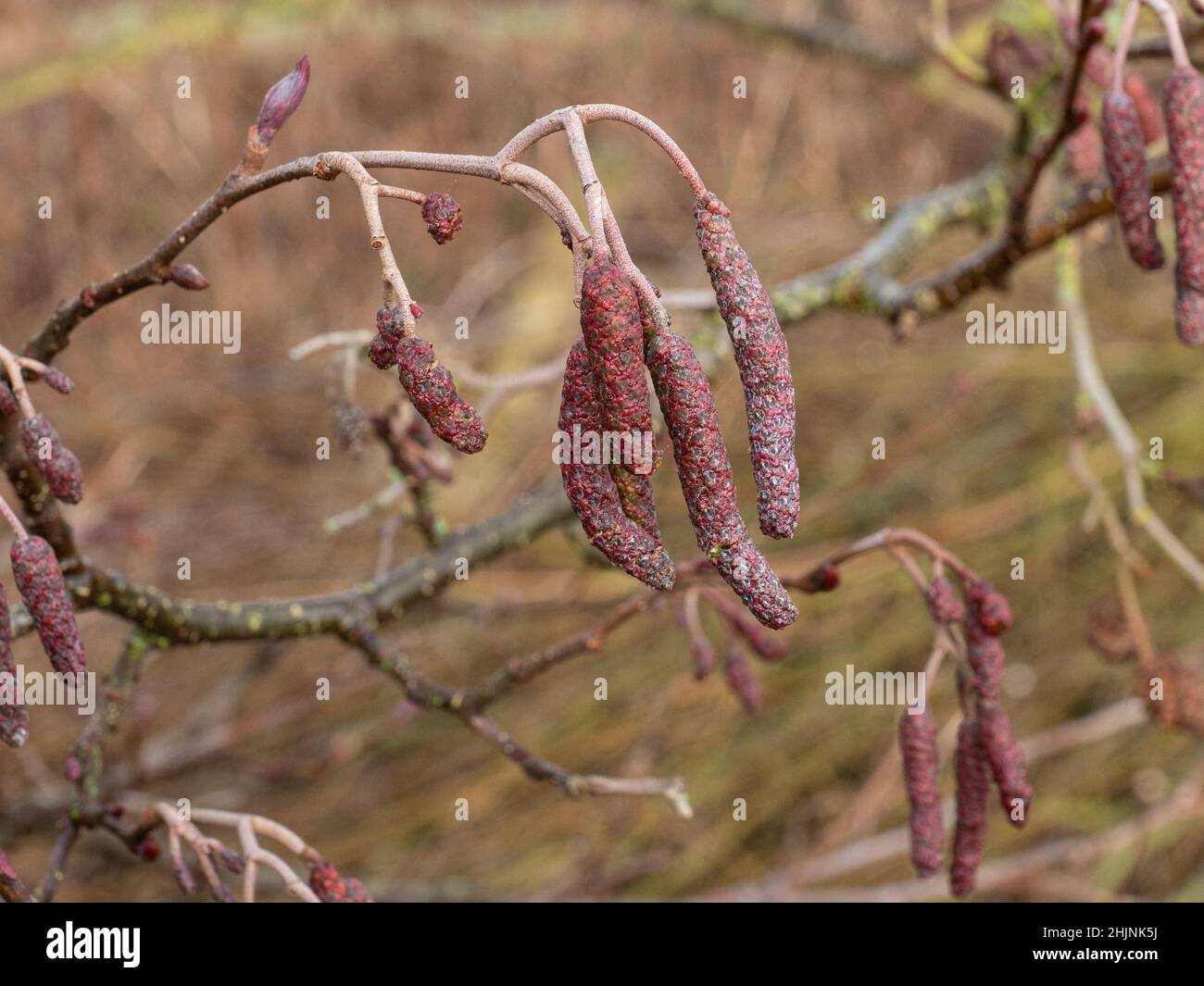 A close up of the distinctive red tinged male catkins of Alder -Alnus glutinosa Stock Photo