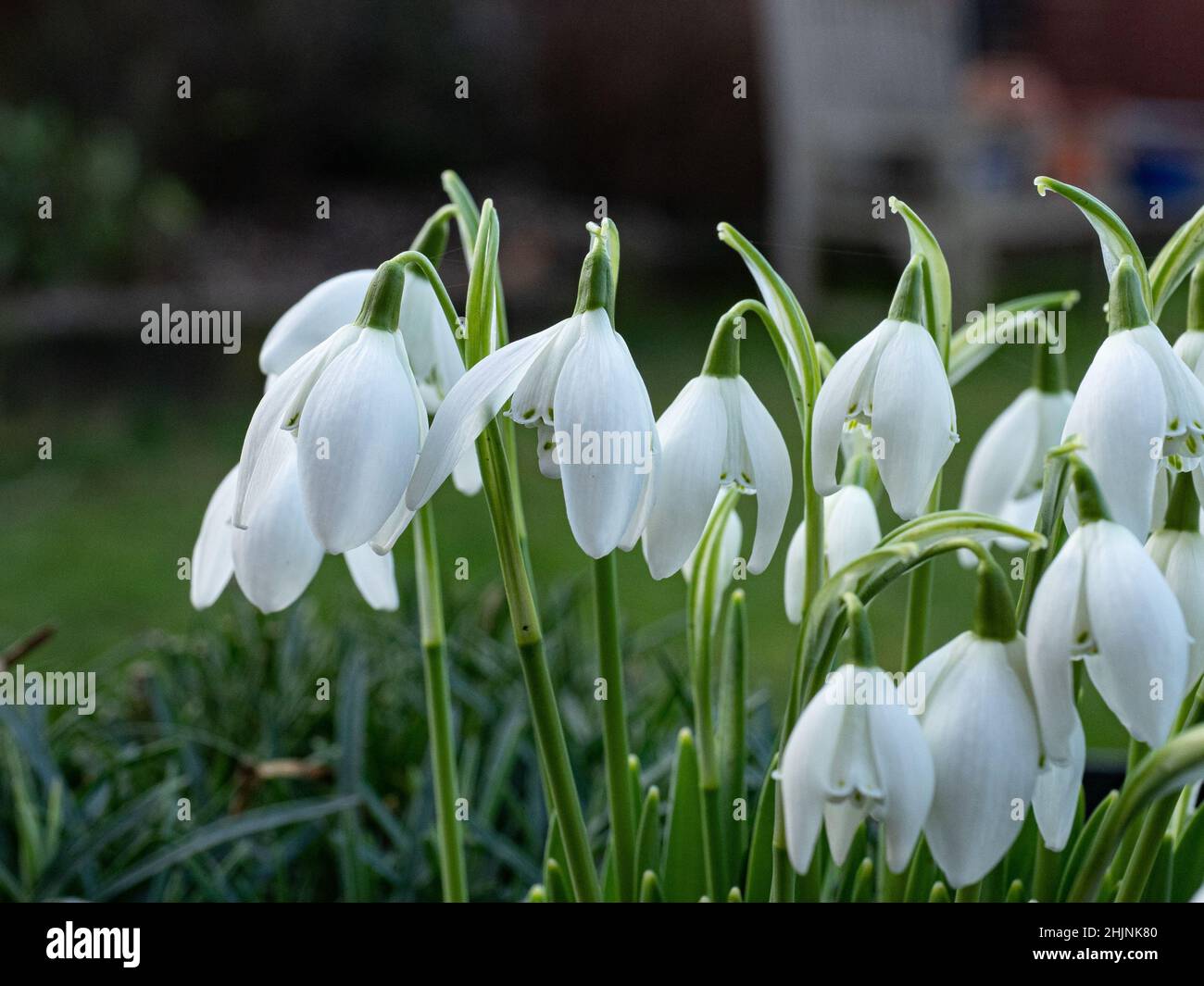 A close up of a group of the double white green tipped flowers of Galanthus 'Lady Beatrix Stanley' Stock Photo