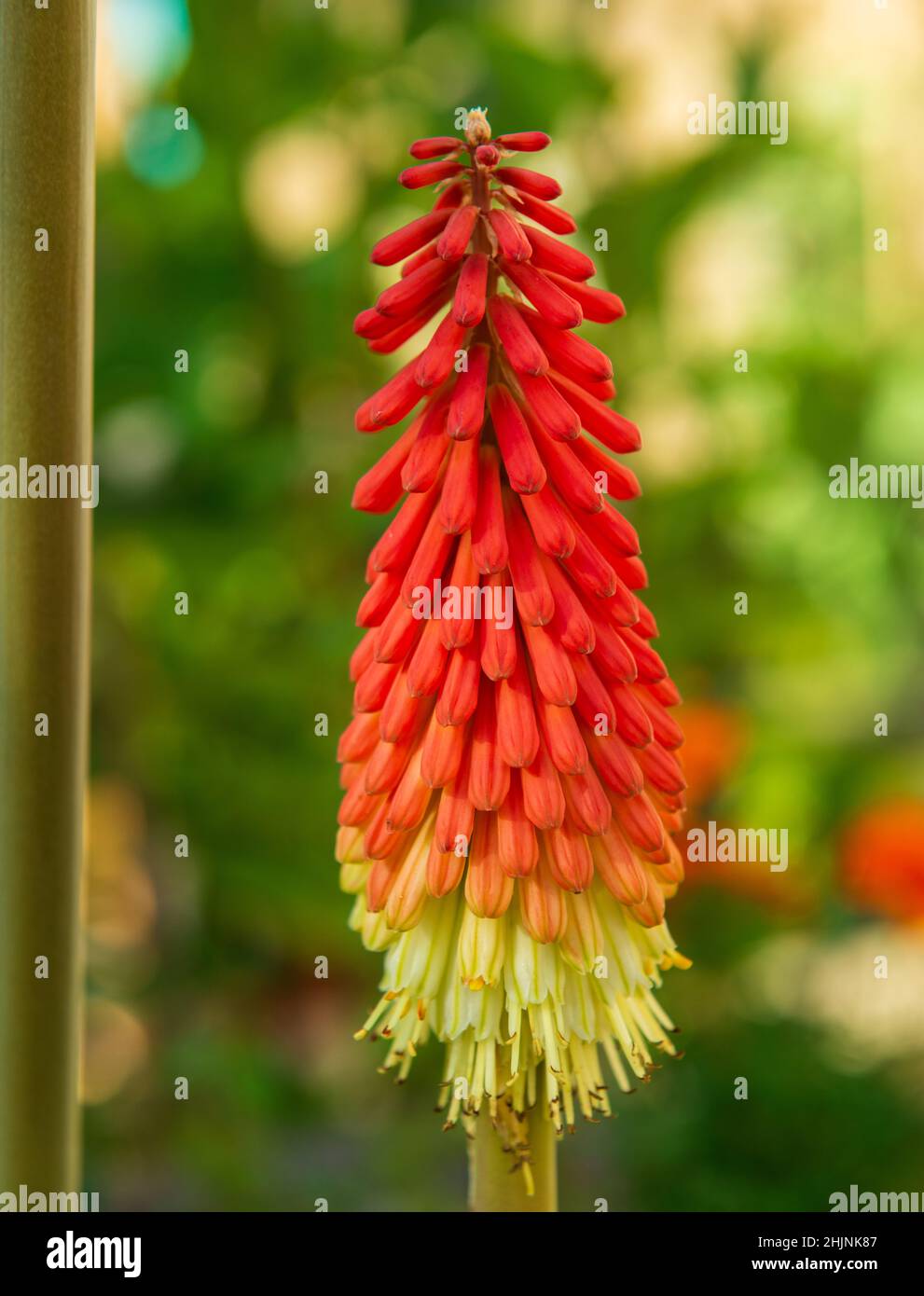Flower of a Red Hot Poker - kniphofia Stock Photo