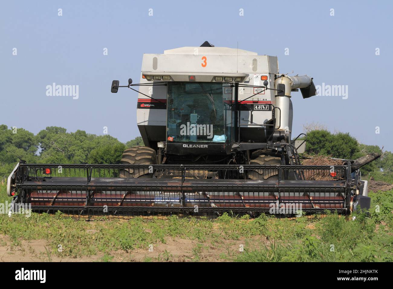 A Gleaner R62 Combine in a farm field with blue sky and a green Corn crop that's in Kansas on a summer day Stock Photo