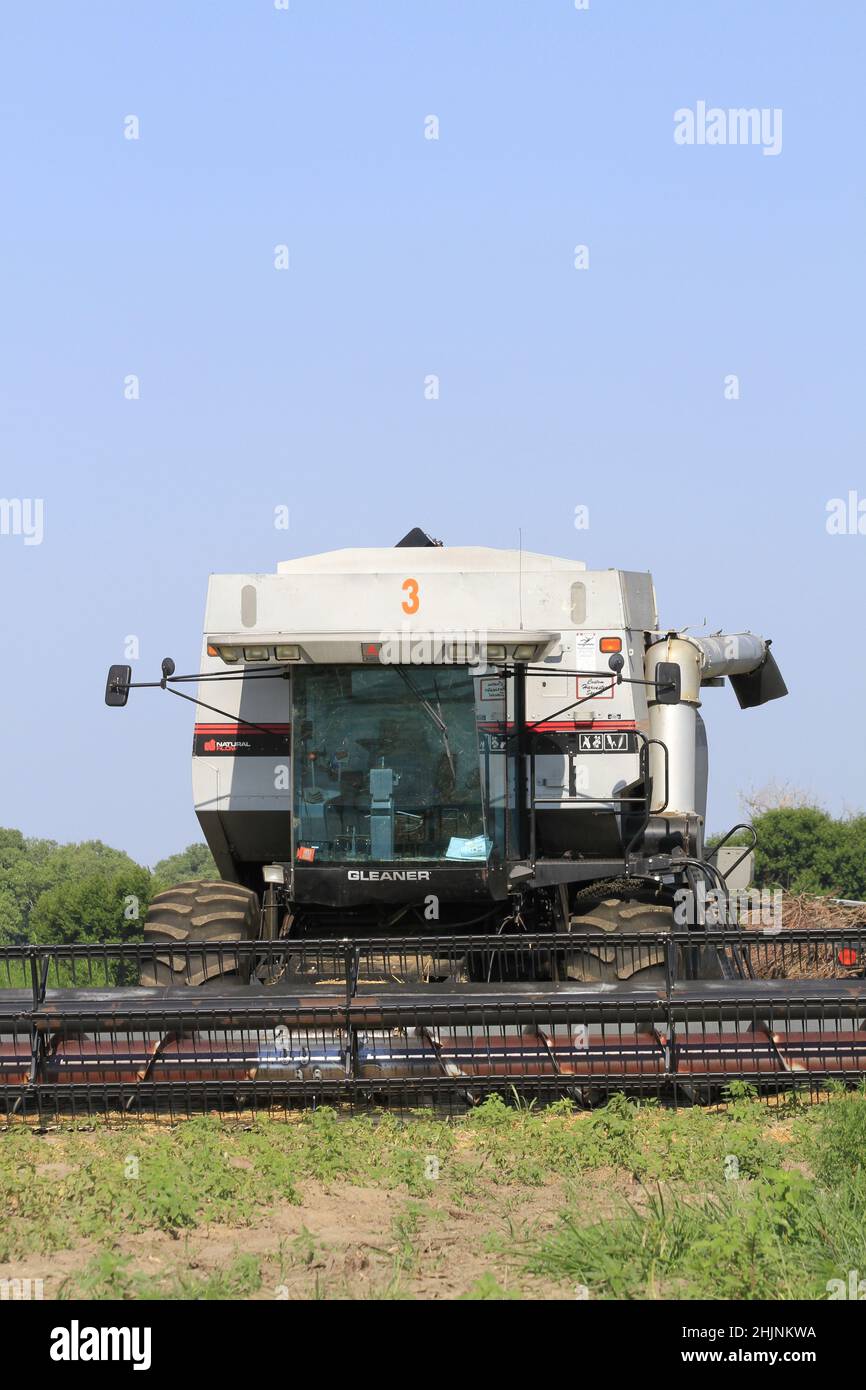 A Gleaner R62 Combine in a farm field with blue sky and a green Corn crop that's in Kansas on a summer day Stock Photo