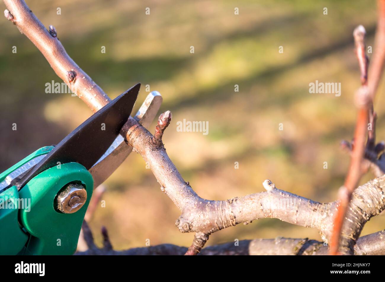 How to prune apple trees hires stock photography and images Alamy