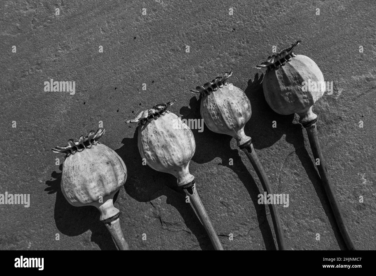 Papaver somniferum (Opium Poppy) dried seed heads on textured surface, August 2021. Stock Photo