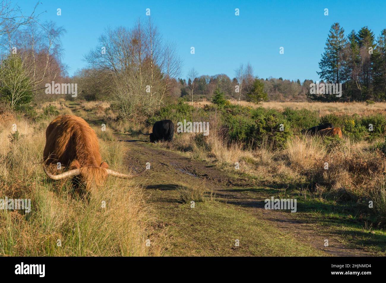 Highland cattle used for grazing in the Forest of Dean Gloucestershire England UK. January 2022. Stock Photo