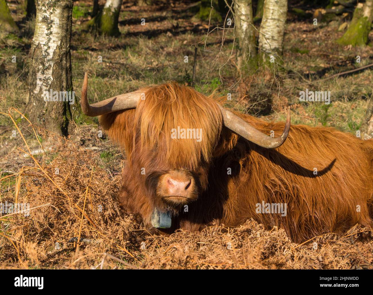 Highland cattle used for grazing in the Forest of Dean Gloucestershire England UK. January 2022. Stock Photo