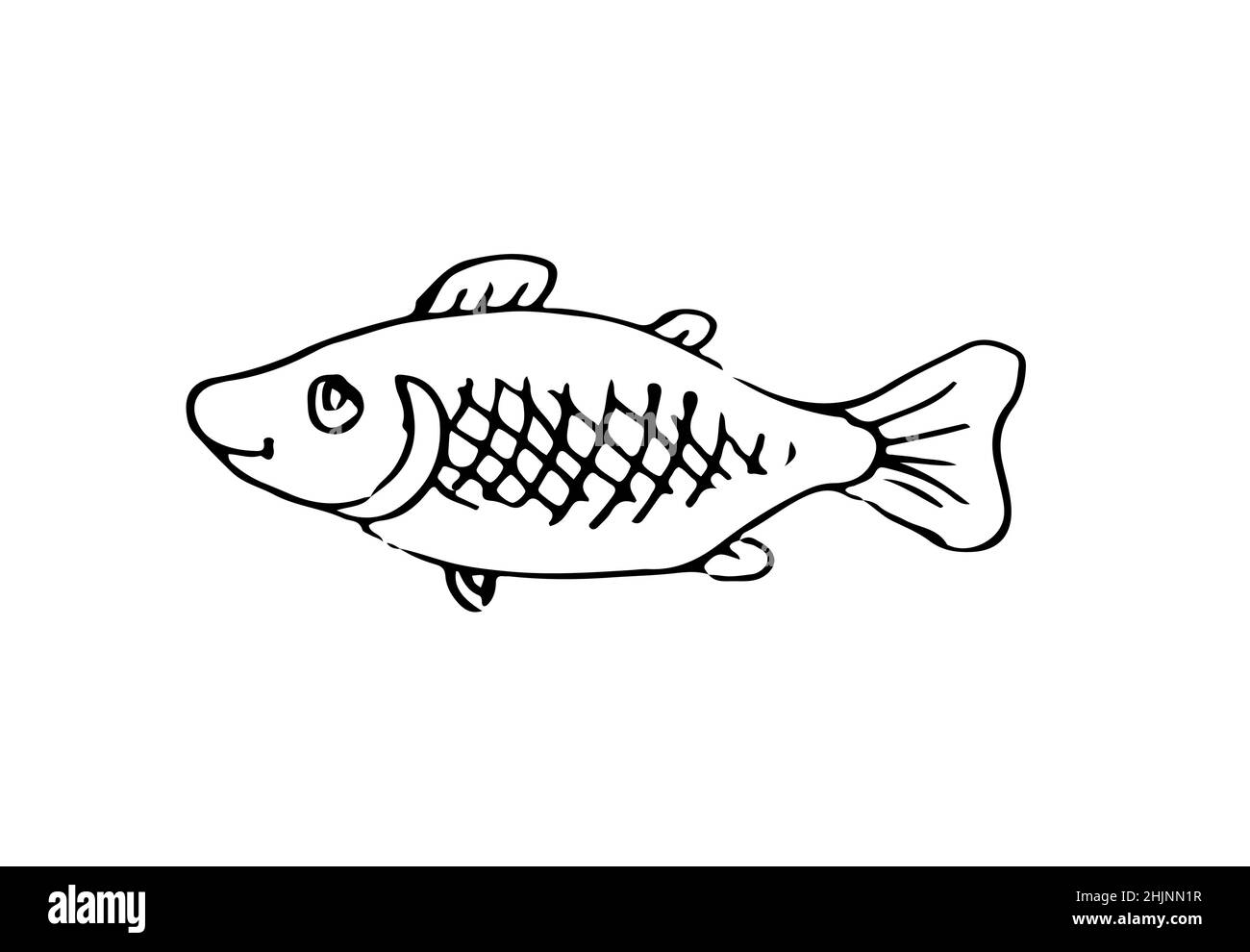 Wild fish. Aquatic animal character. Underwater world. Outline sketch. Hand  drawing is isolated on a white background. Vector Stock Vector Image & Art  - Alamy