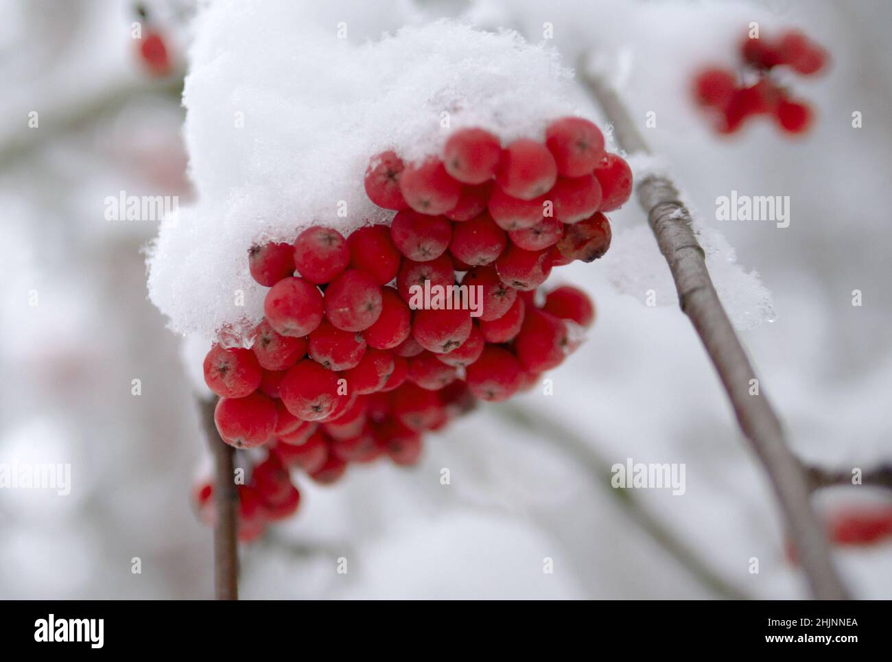 Rowan tree under the snow. Red bunches branch of rowan covered with the first winter snow. Bunch of red mountain ash under the snow. Rowan bunch under the snow. Close up, soft focus Stock Photo