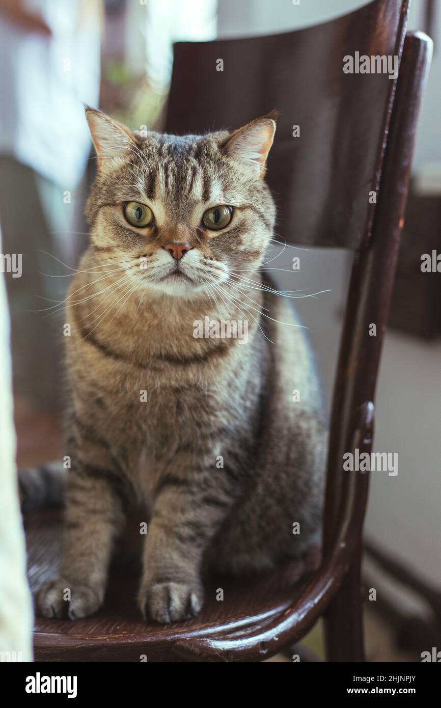 The cat sits on a chair near the dining table Stock Photo - Alamy