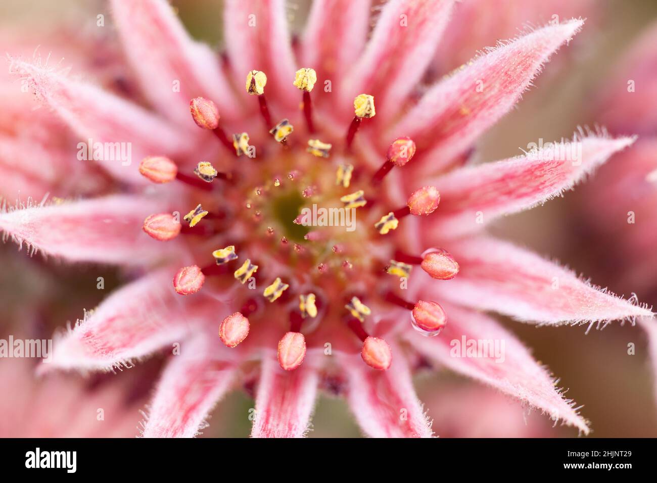 Stunning pink Sempervivum flower blooming close up. Garden flower head and petals and stamen in macro on a succulent plant Stock Photo