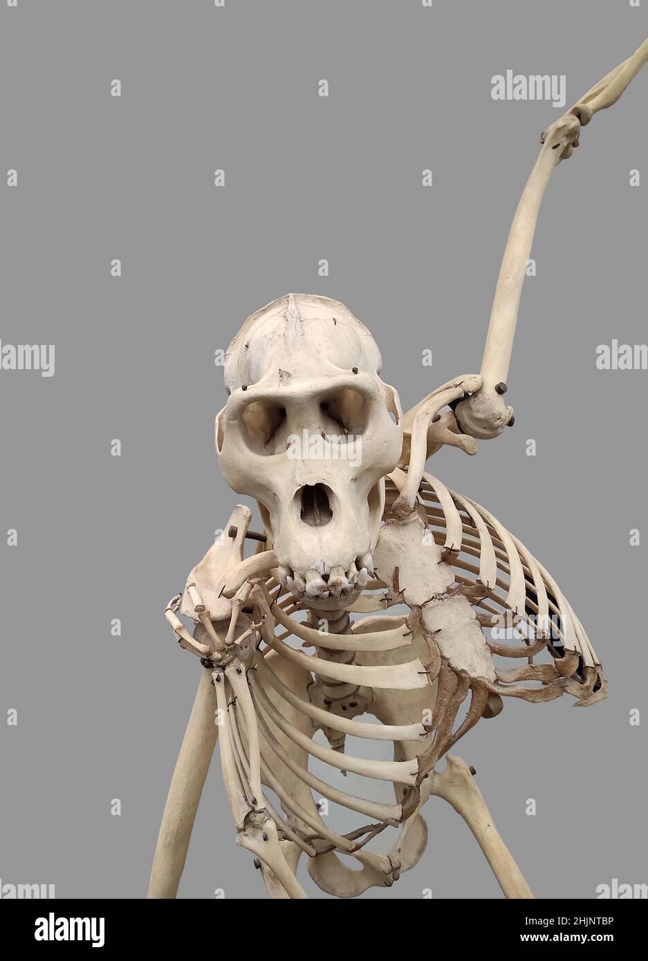 female gorilla animal skeleton over grey background Stock Photo